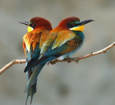 Birdwatching